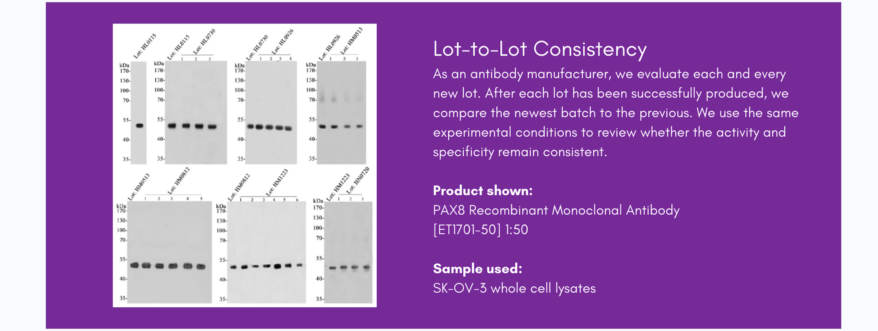 HUABIO Lot-to-Lot Consistency Data Panel — recombinant antibody reproducibility across independent production lots