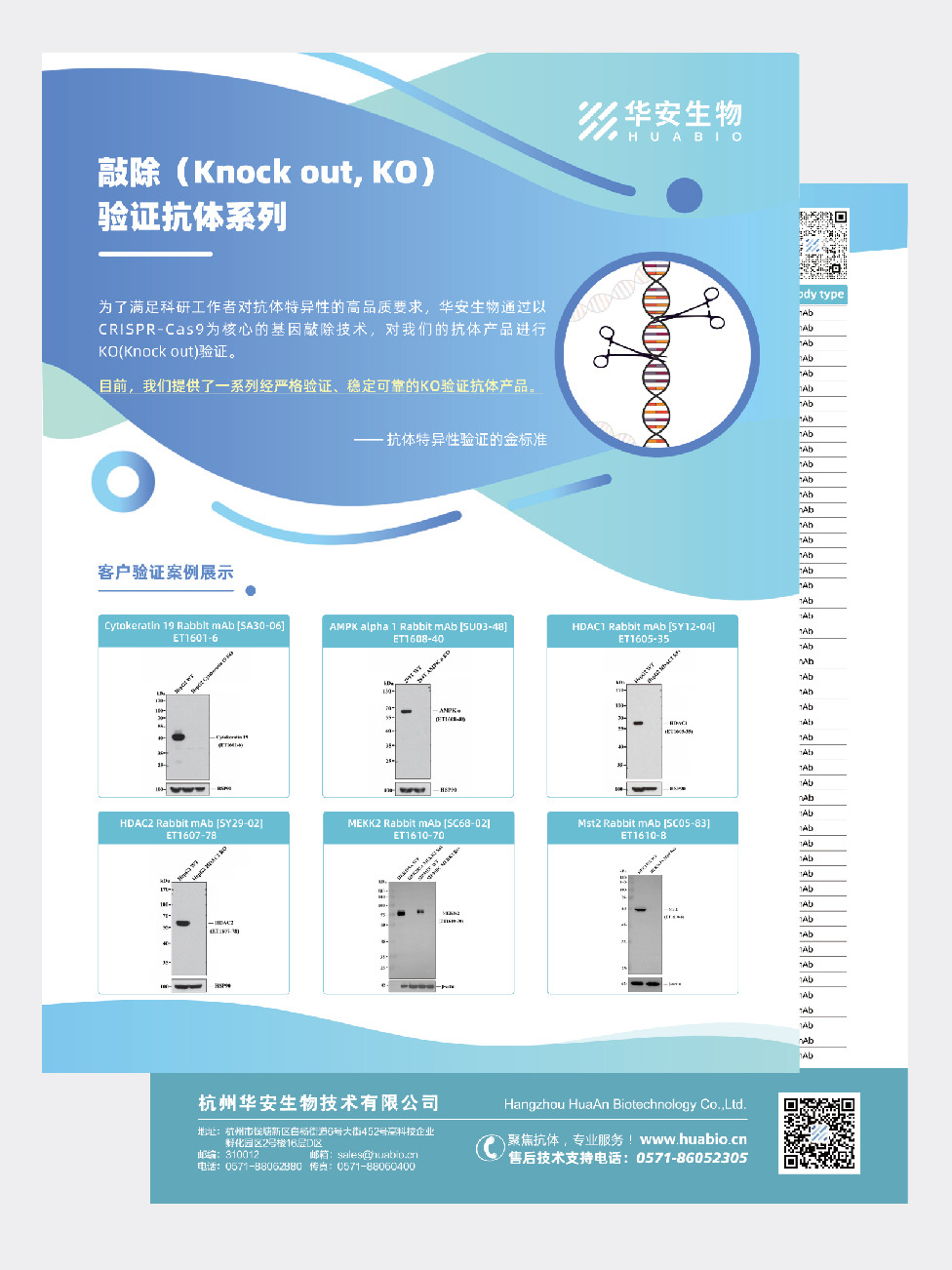 敲除(KO,KD)验证抗体系列
