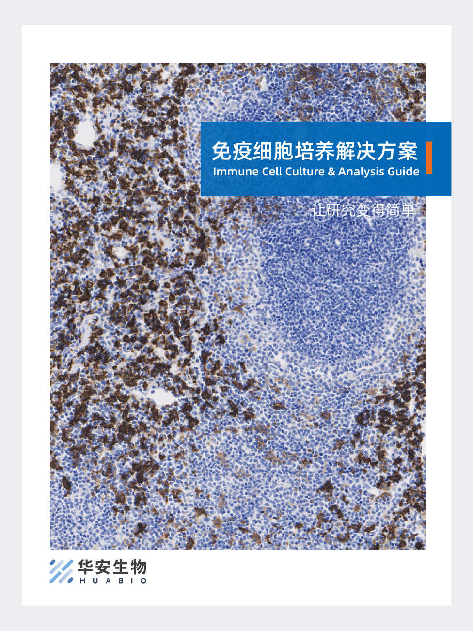 免疫细胞培养解决方案