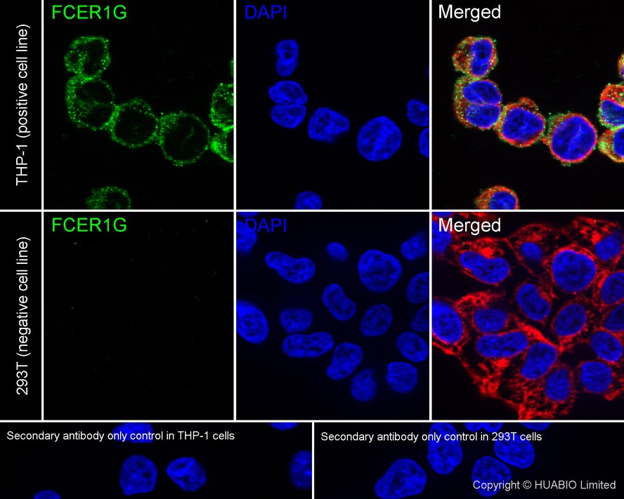 FCER1G Recombinant Rabbit Monoclonal Antibody [PSH24-96]
