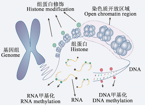 Small Size, Big Impact: Uncovering the Advantages of Nanobodies
