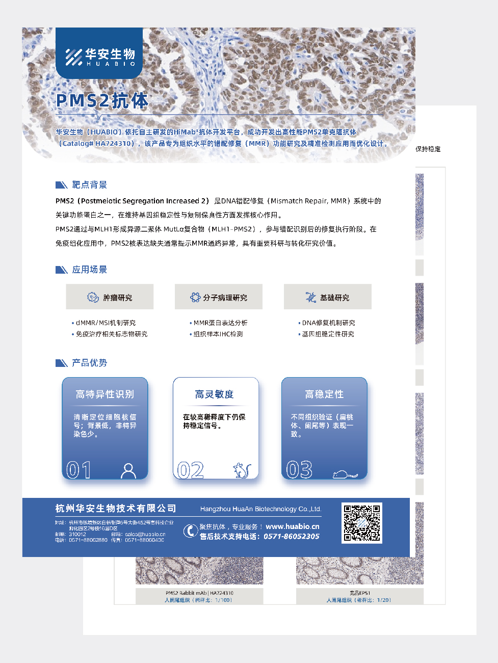 PMS2抗体