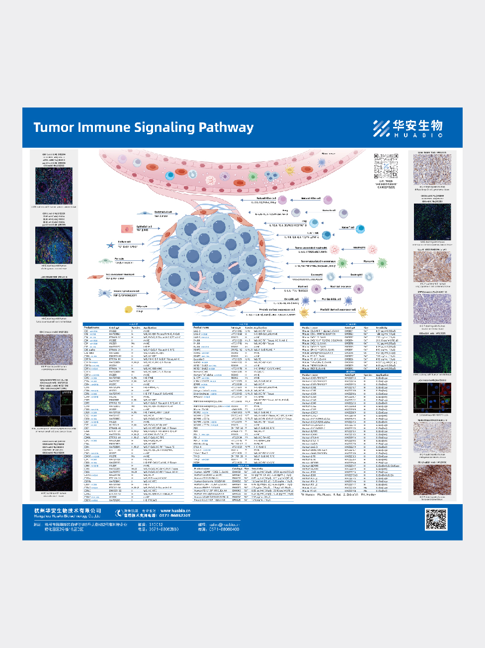 Tumor Immune Signaling  Pathway
