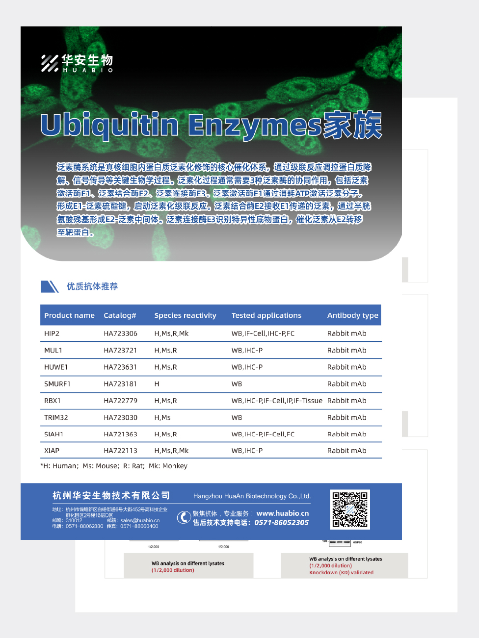 Ubiquitin Enzymes家族