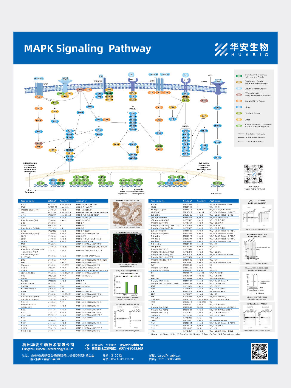 MAPK Signaling  Pathway
