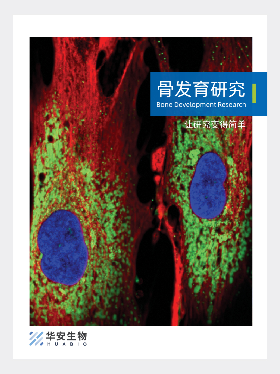 骨发育研究