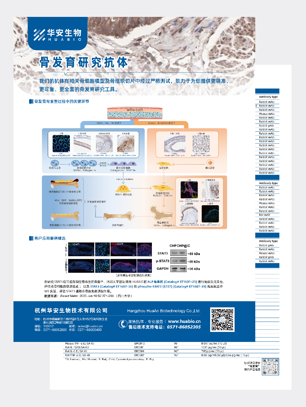 骨发育研究抗体