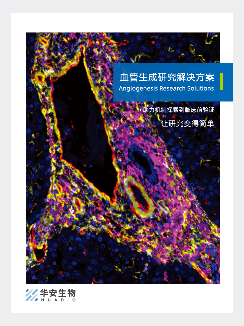 血管生成研究解决方案