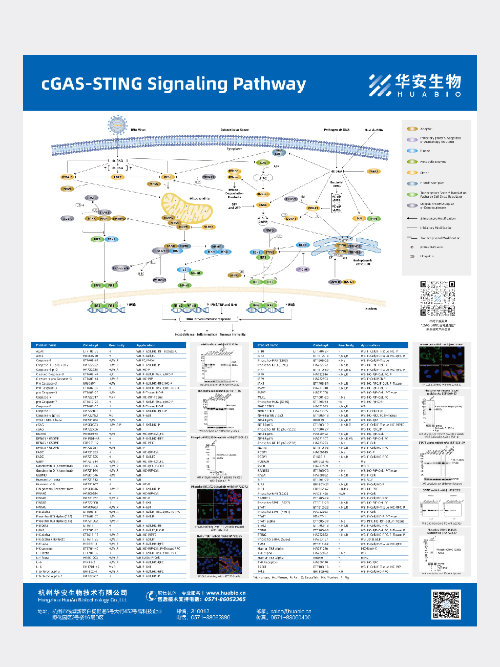 cGAS-STING Signaling Pathway
