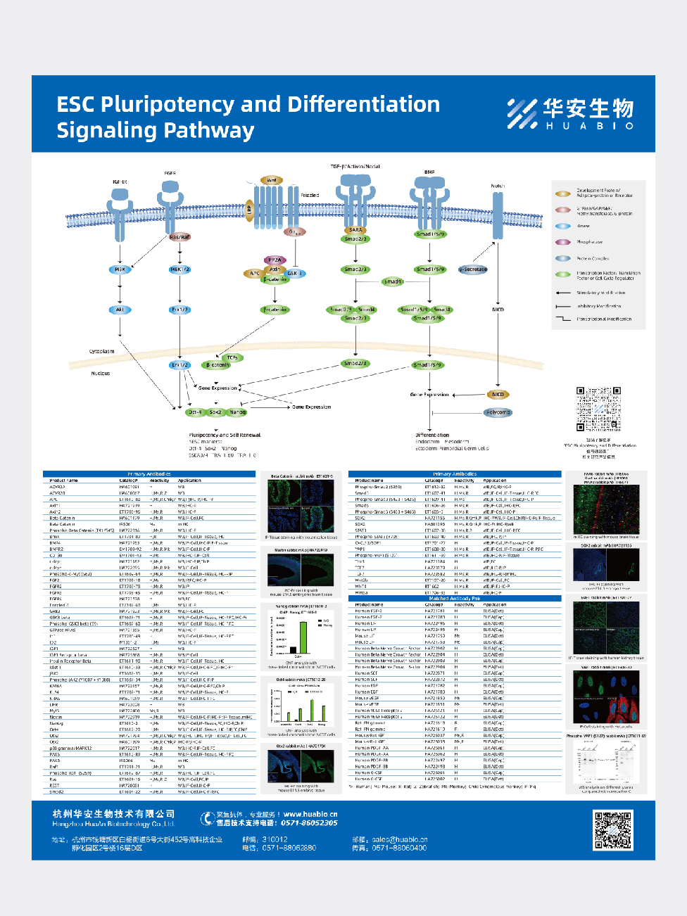 ESC Pluripotency and Differentiation Signaling Pathway 