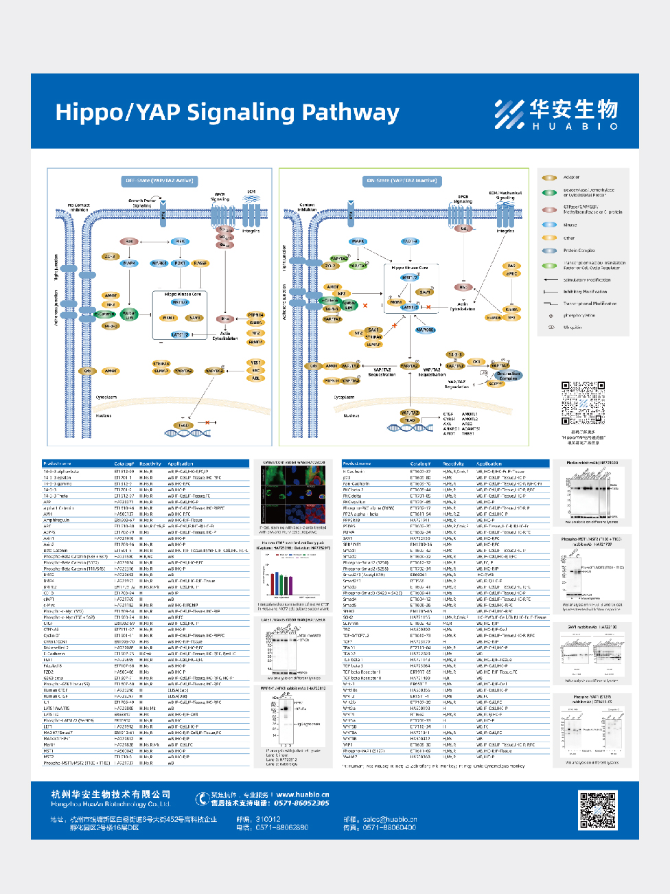 Hippo/YAP Signaling Pathway