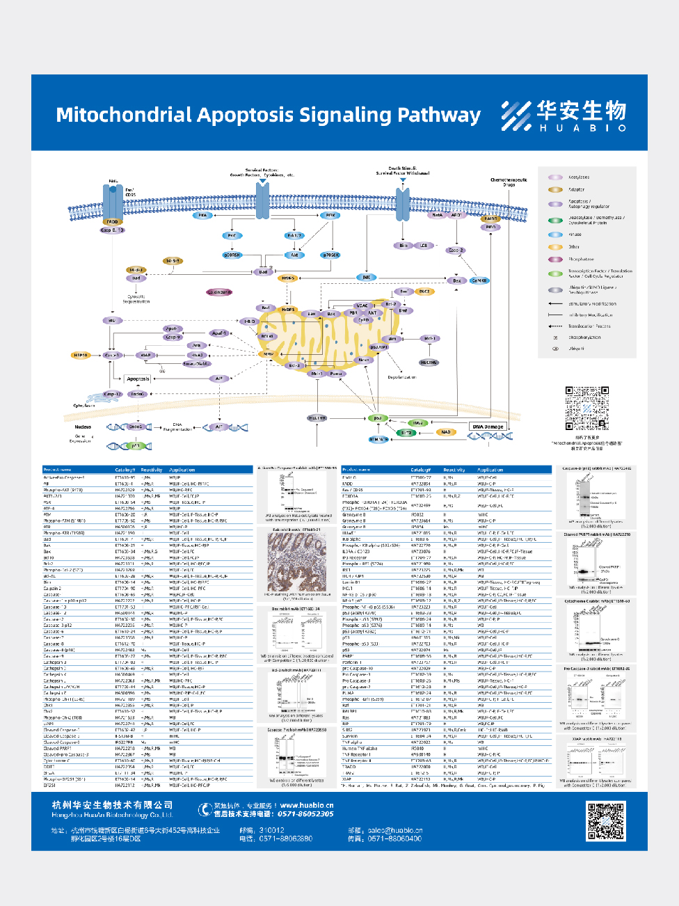 Mitochondrial Apoptosis Signaling Pathway