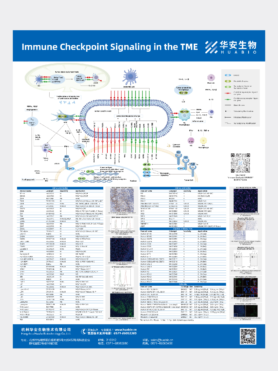 Immune Checkpoint Signaling in the TME
