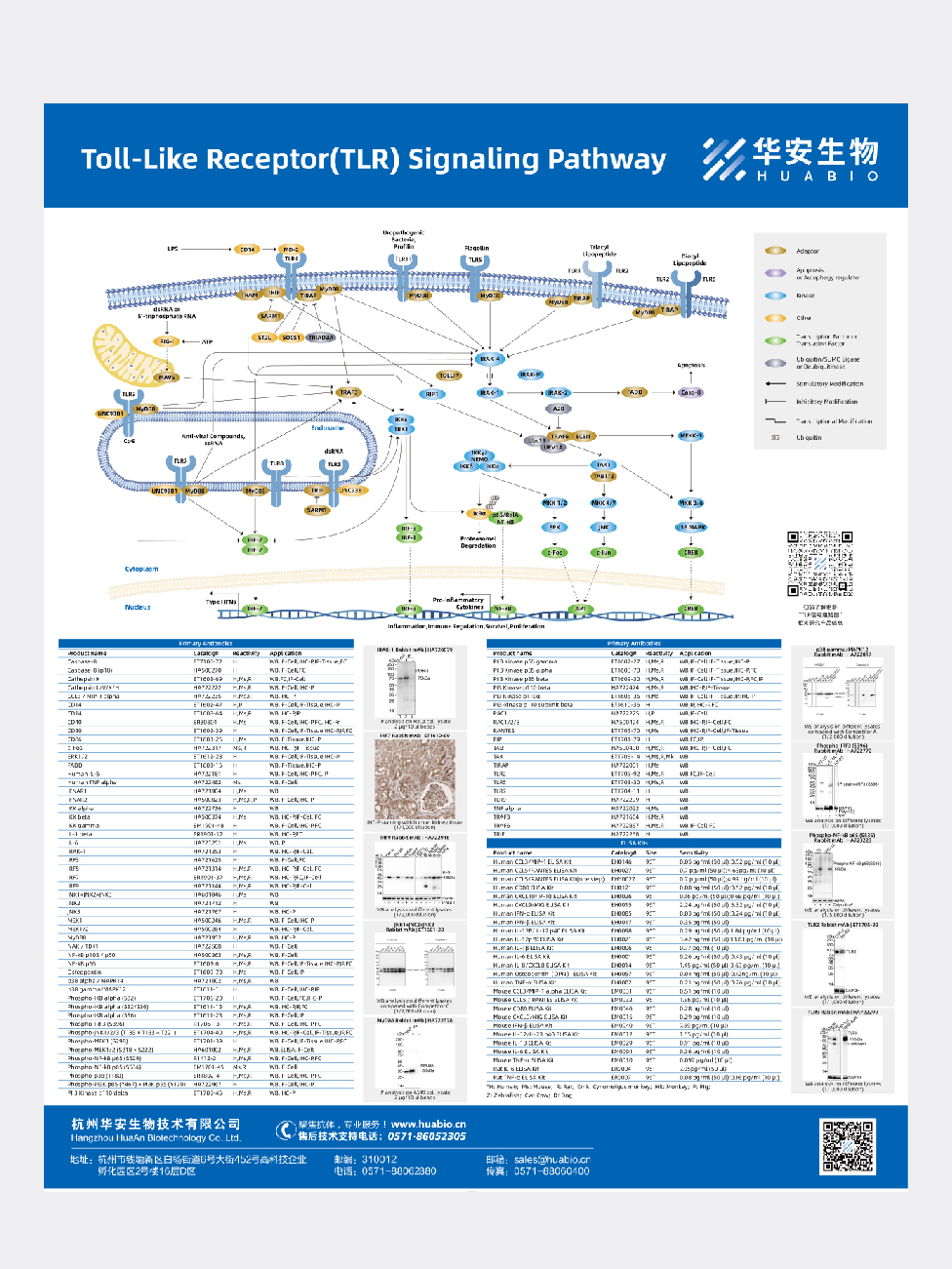 Toll-Like Receptor(TLR) Signaling Pathway