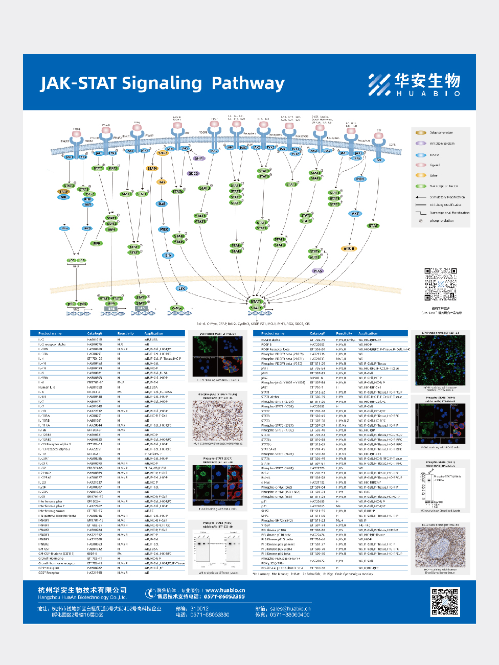 JAK-STAT Signaling Pathway