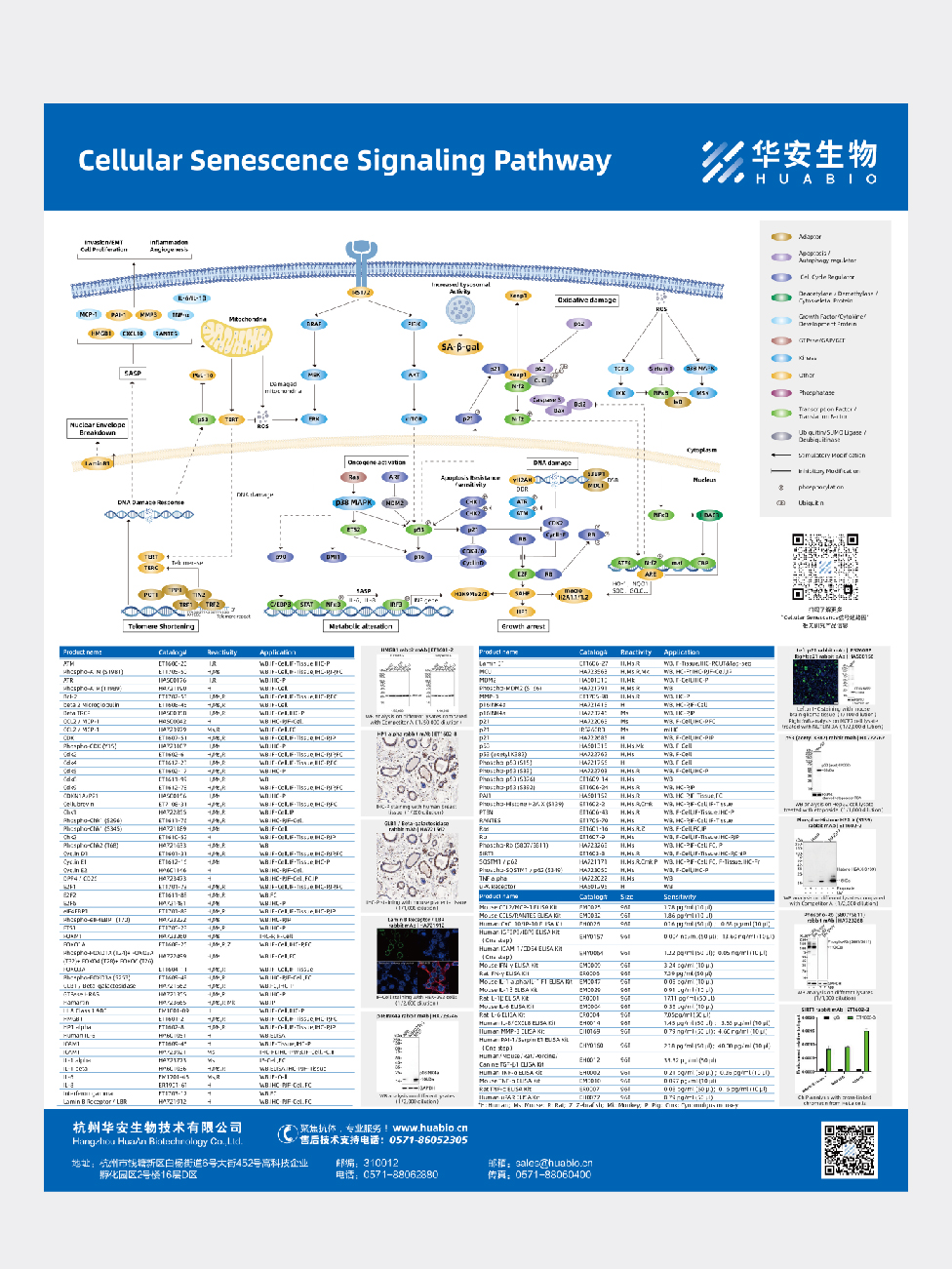 Cellular Senescence Signaling Pathway