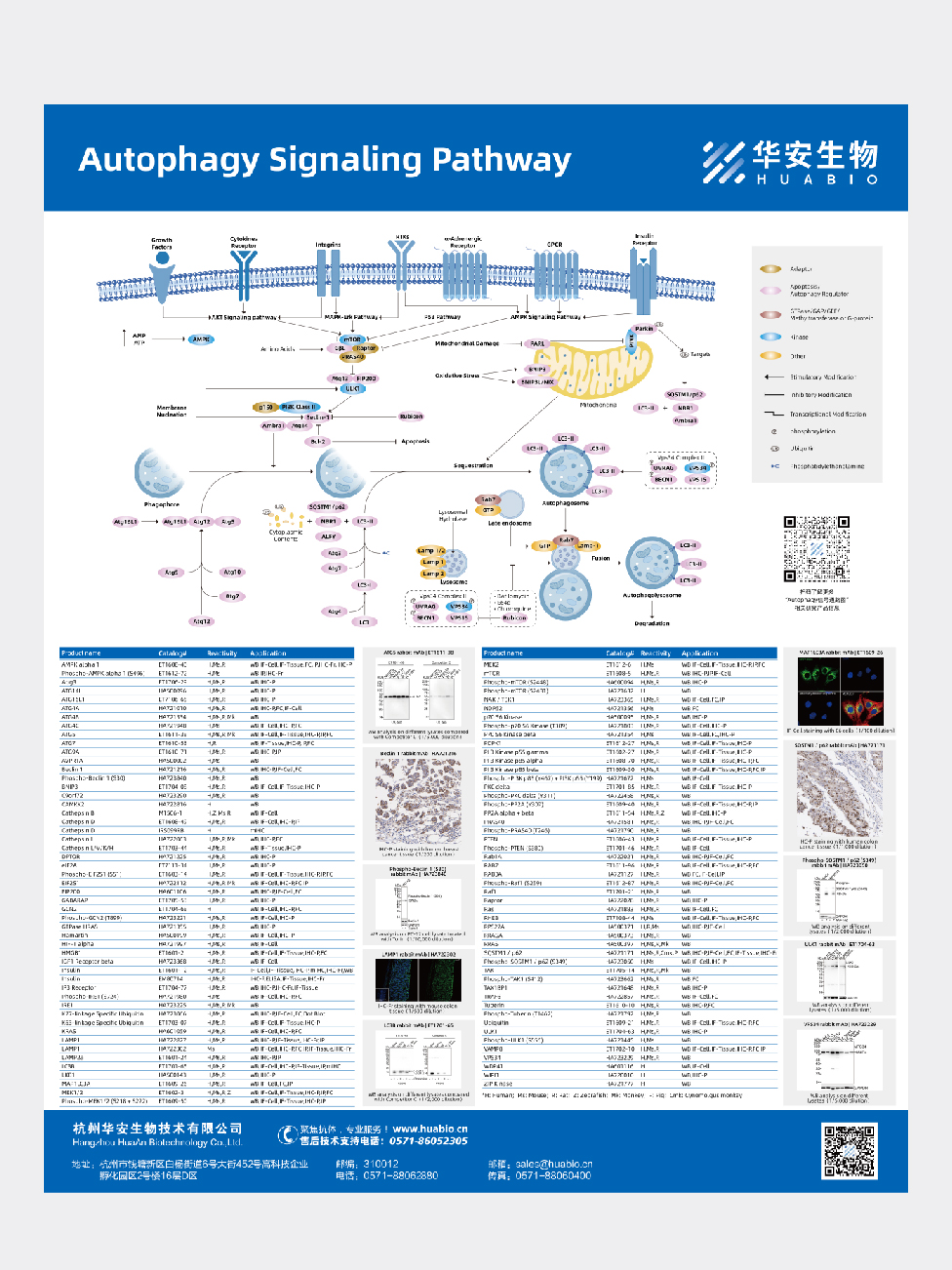 Autophagy Signaling Pathway
