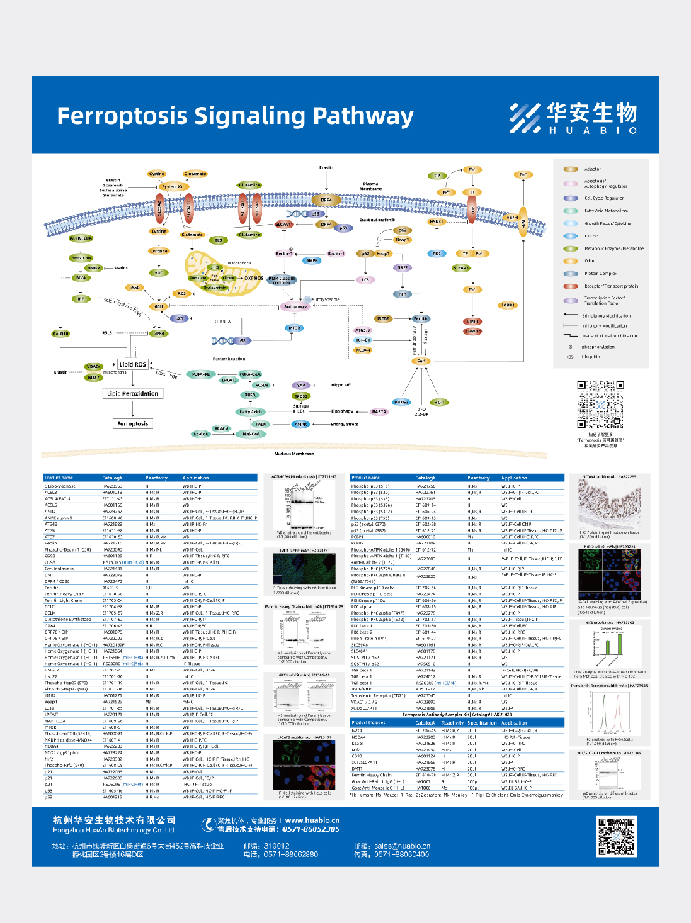 Ferroptosis Signaling Pathway