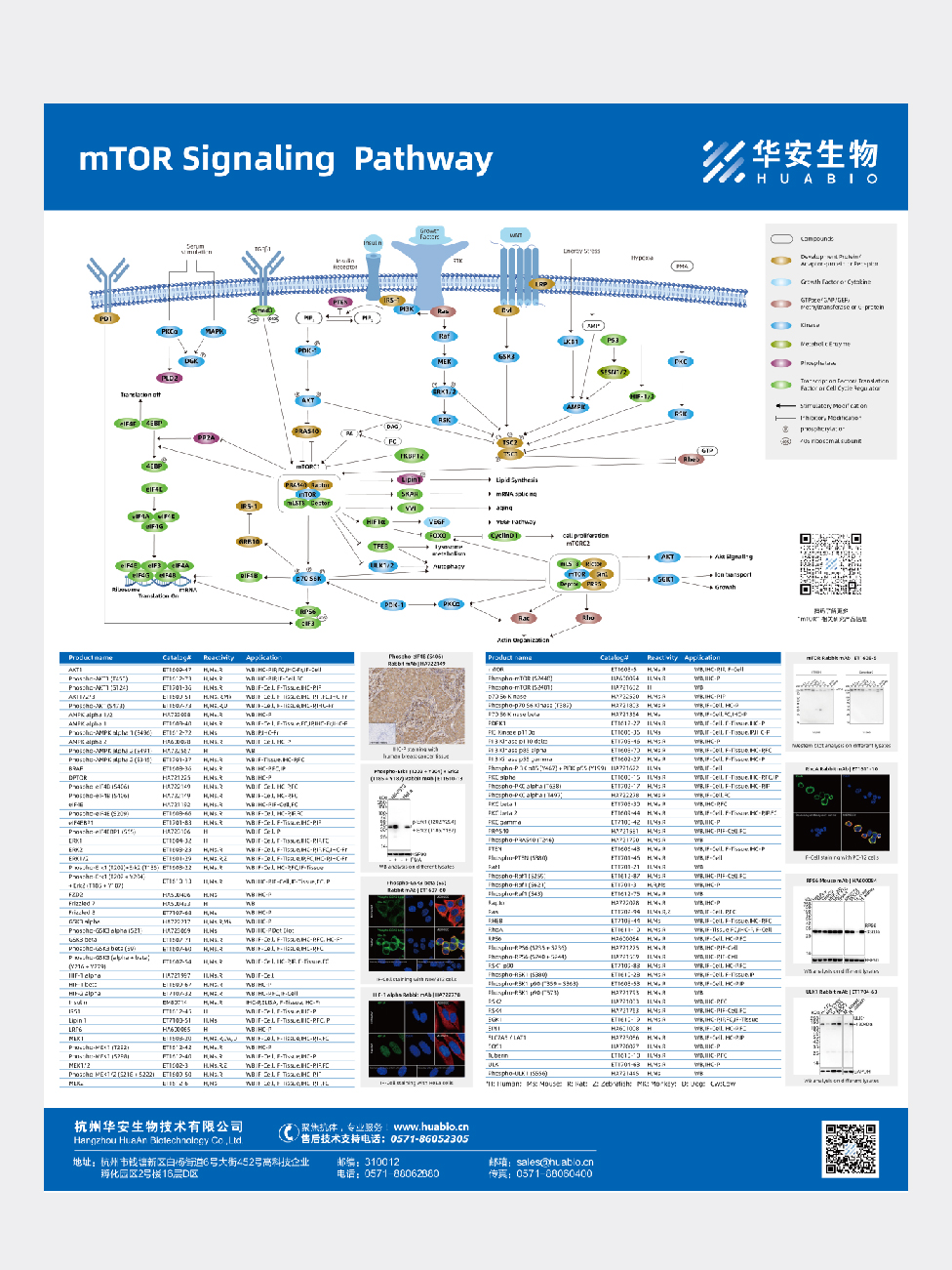 mTOR Signaling Pathway