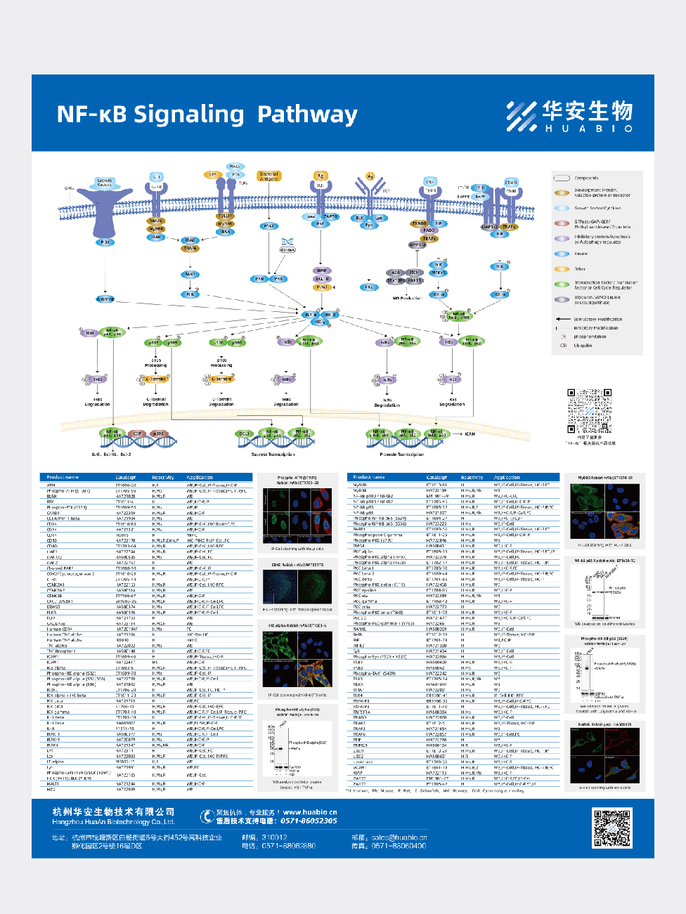NF-κB Signaling  Pathway