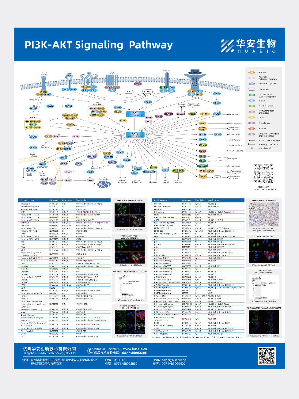PI3K-AKT Signaling  Pathway