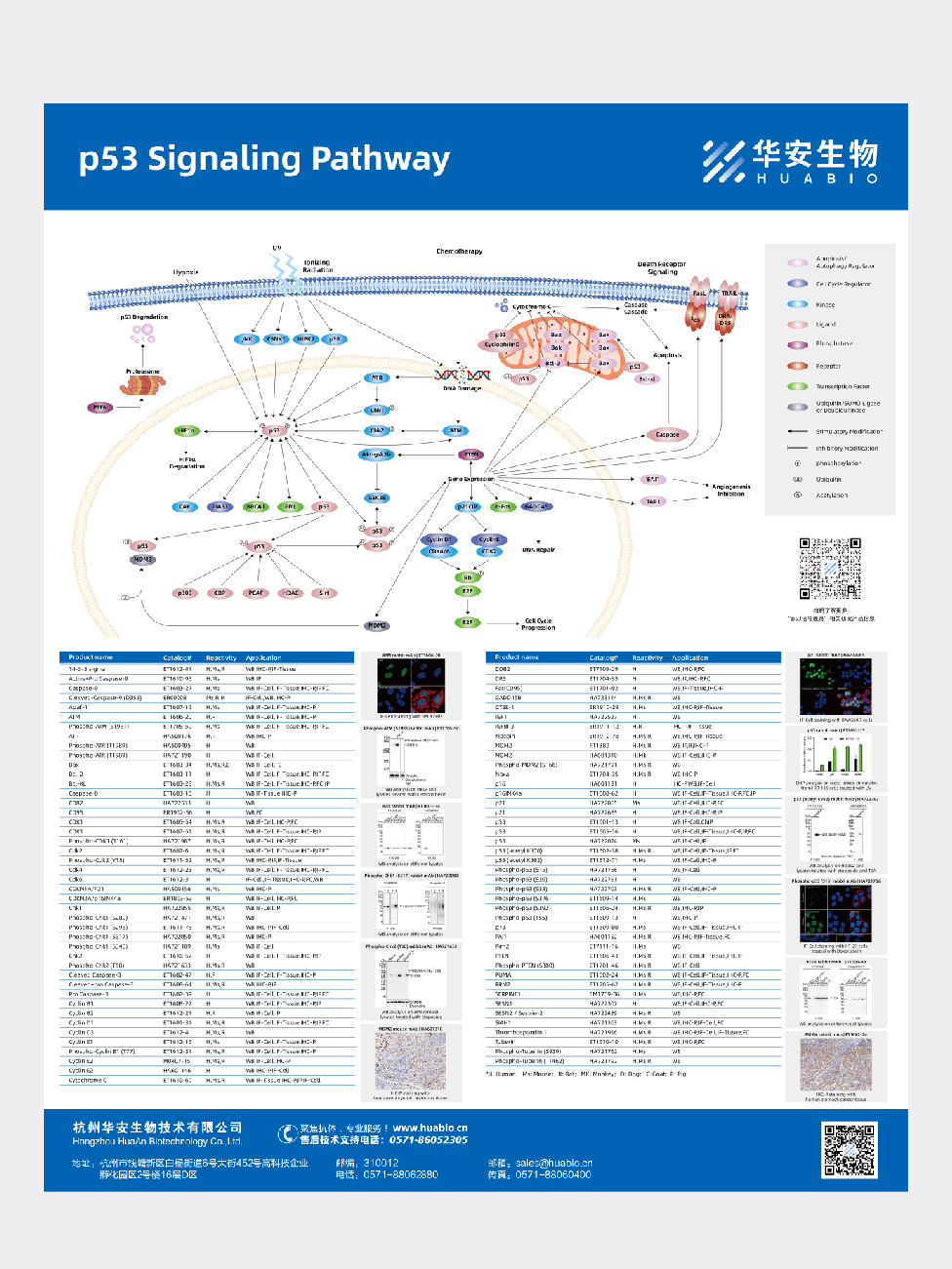 p53 Signaling Pathway