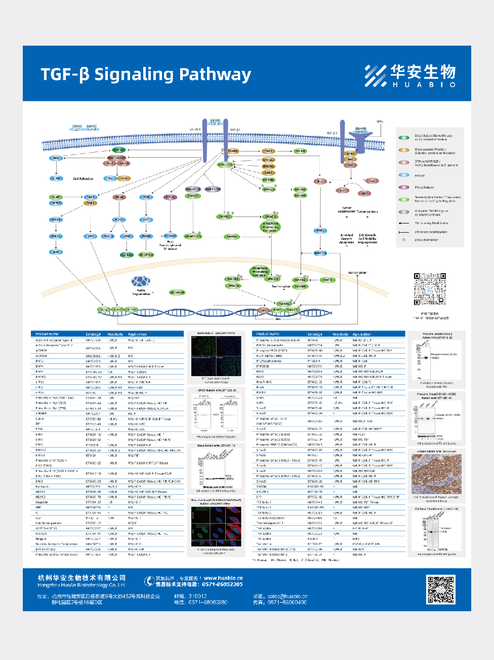 TGF-β Signaling Pathway