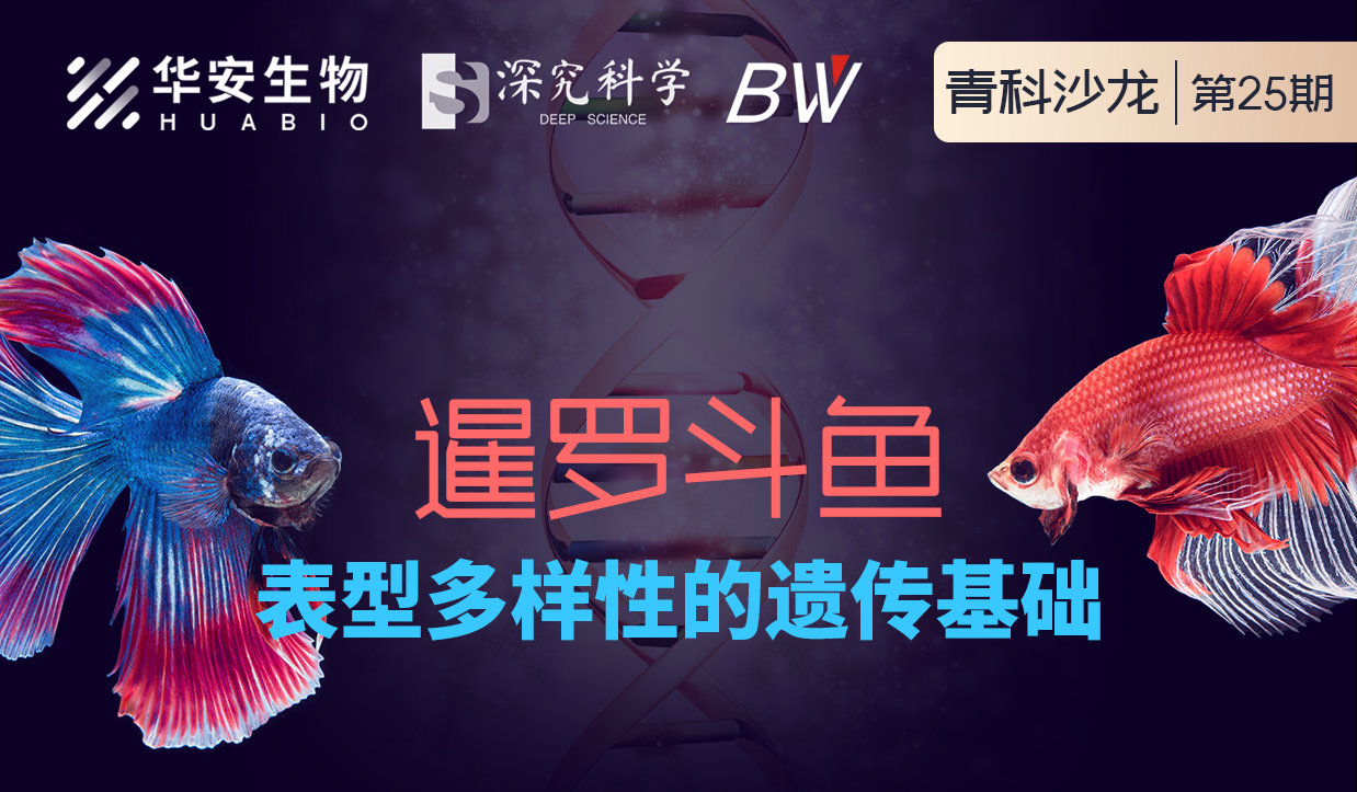 Cibay-i High Bay Light