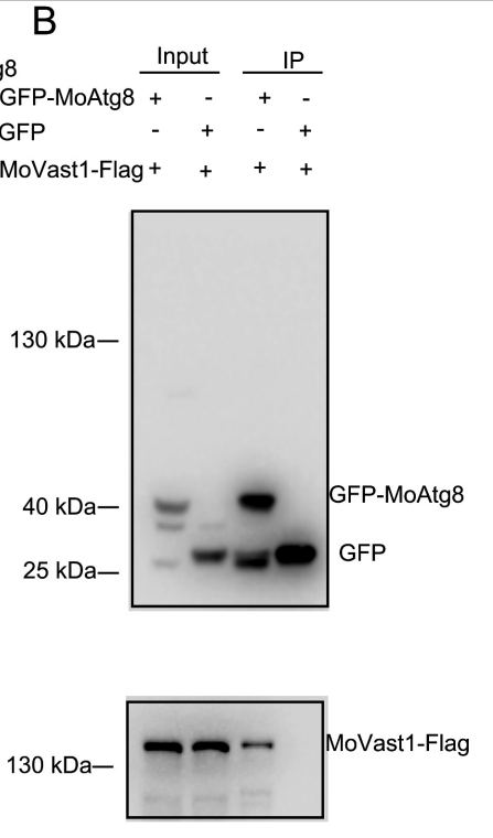 huabio_3191_202309270614459084.png