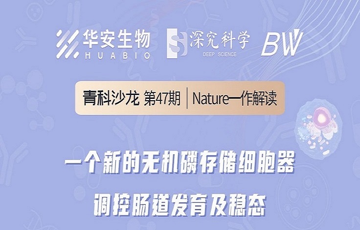 Cibay-i High Bay Light