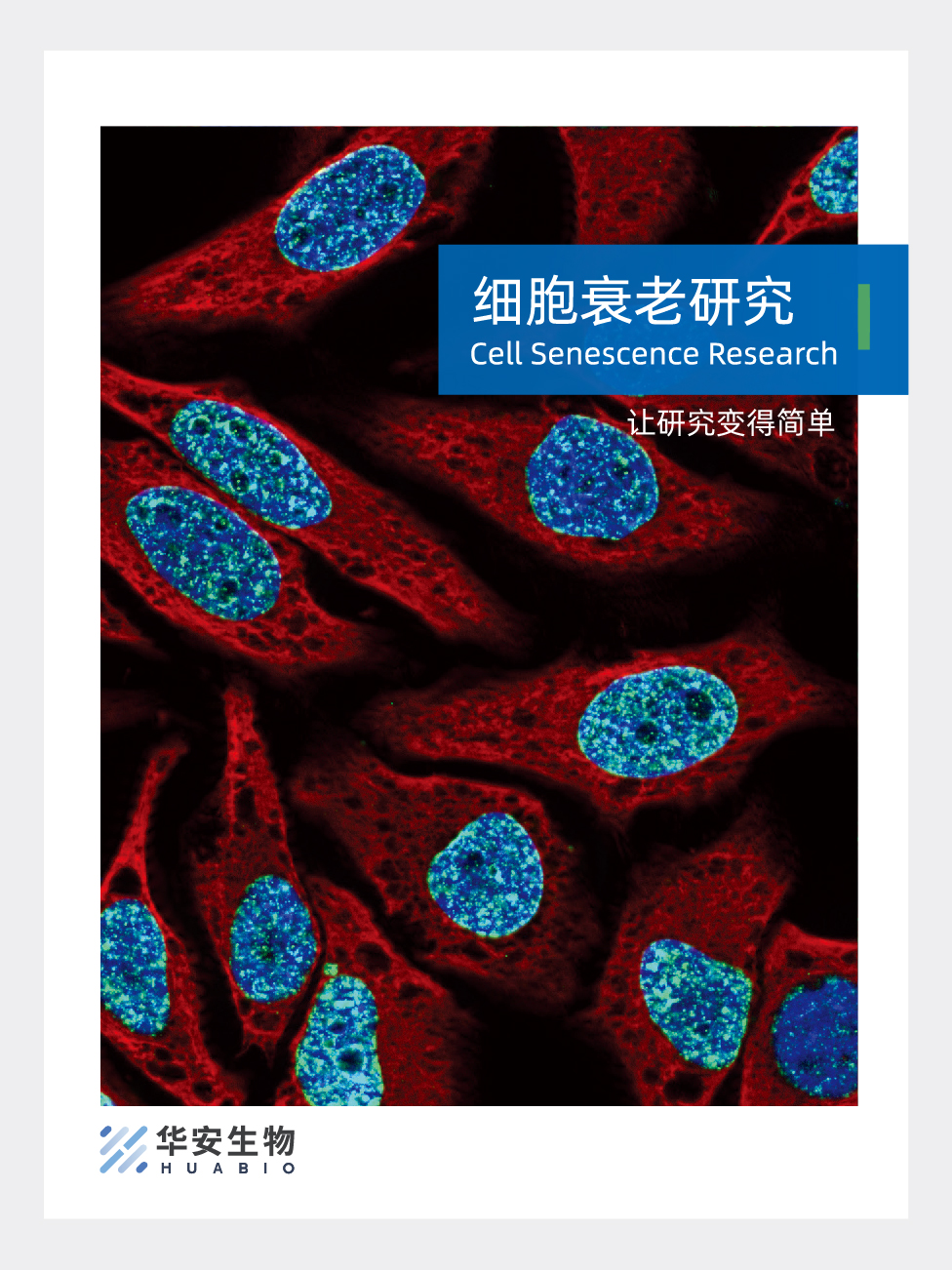 细胞衰老研究