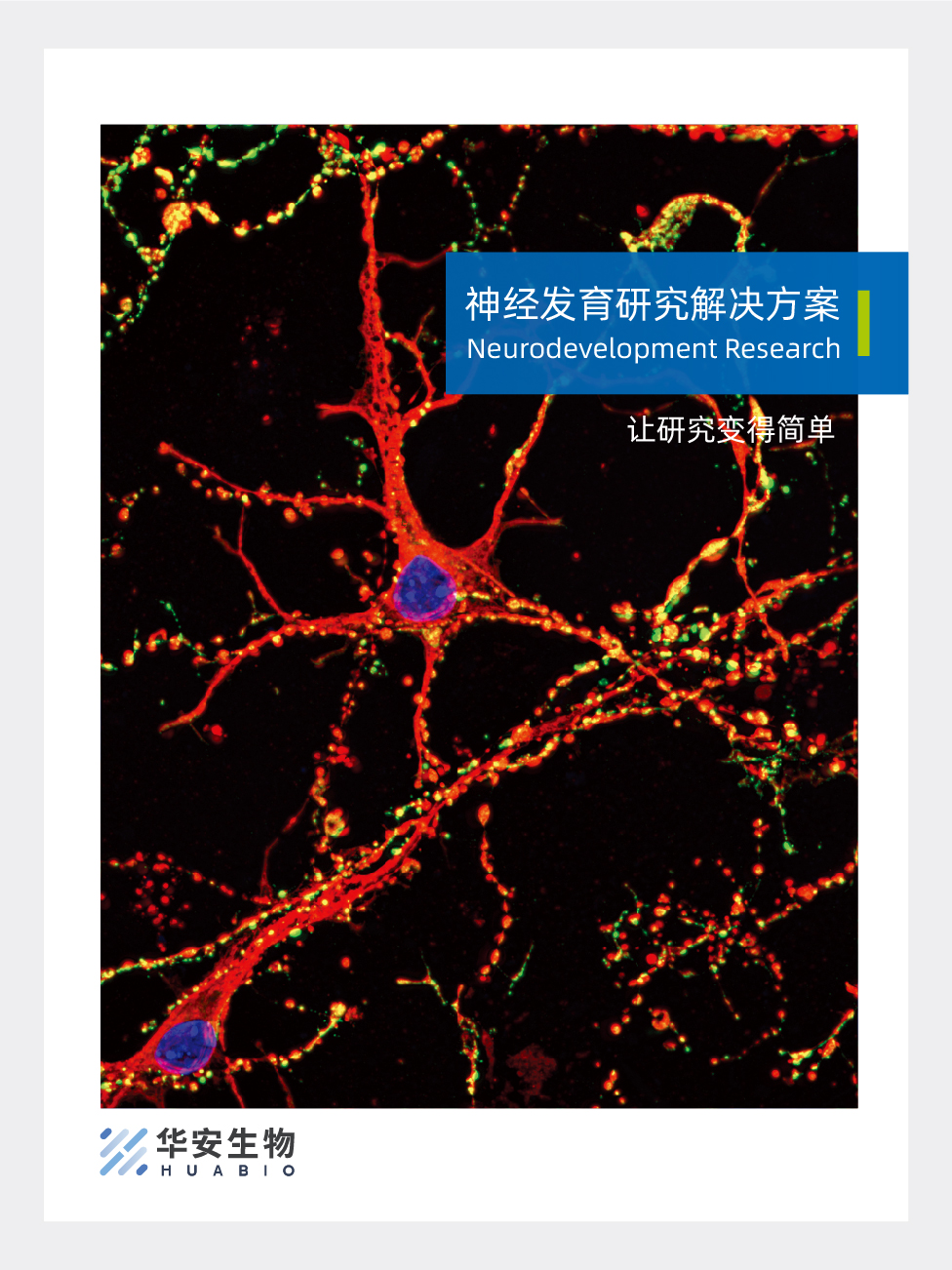 神经发育研究解决方案