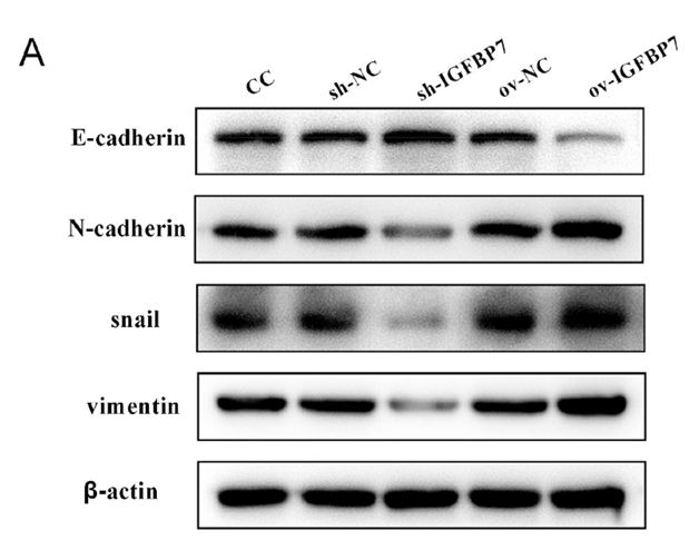 Wang Jinqing,et al-4.png