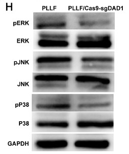 38164146 ET1602-26.tif