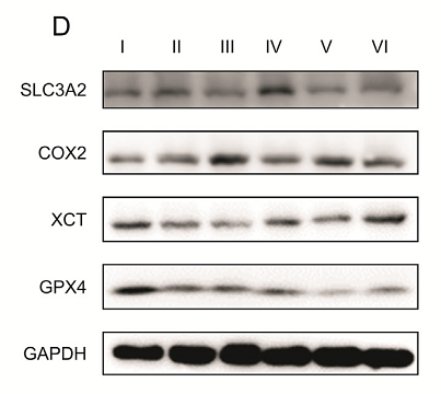 36816538 ET1706-45.png