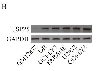 37480689 M1310-2.jpg