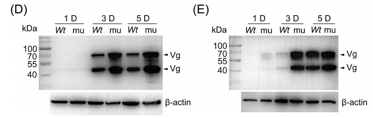 36354196 EM21002.png