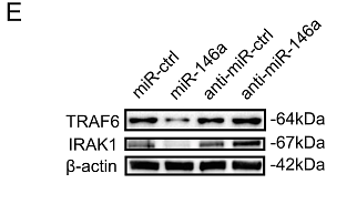 33985523 EM21002.png