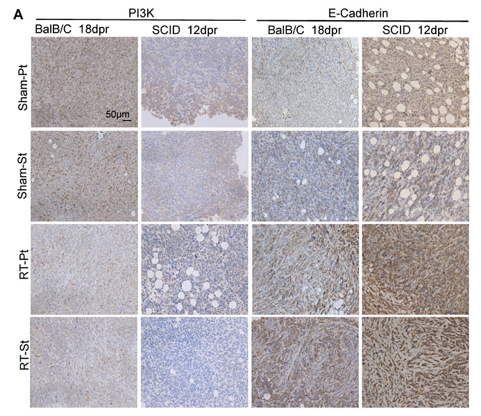 33867819 ET1607-75.png