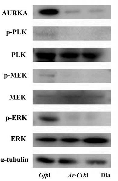 36893874 ET1601-29.jpg