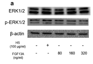 31289905 EM21002.png