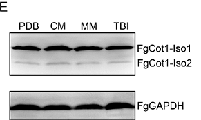往年补图-34347361- EM1101.png
