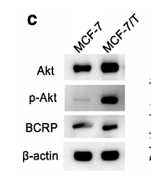 30689149 EM21002.png