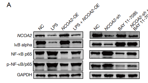 36923094 ET1603-6.png