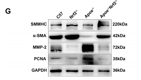 35299056 ET1605-38.png