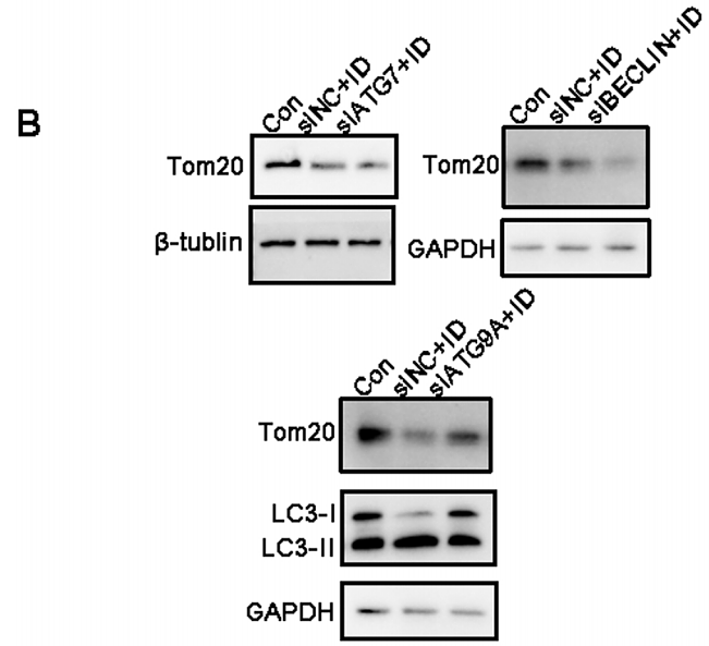 36343573 M1305-2.png