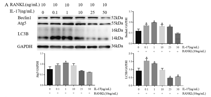 35219162 R1210-1.png