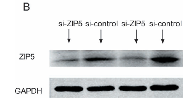 27458102 R1210-1.png