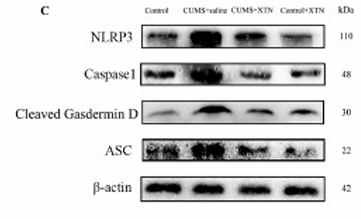Wang Xiaohong,et al-2.png
