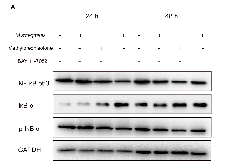 36985341 ET1609-78.png